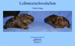 leihmeerschweinchen